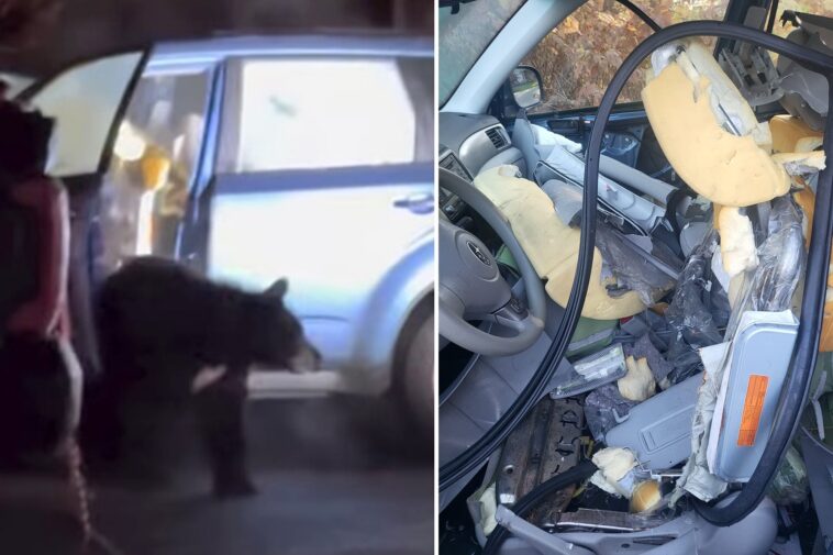 black-bear-shreds-car-to-pieces-after-getting-locked-inside:-‘fighting-pretty-good’