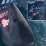 great-white-shark-thrashes,-lunges-at-woman-after-she-reaches-out-to-pet-the-marine-apex-predator