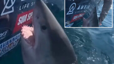 great-white-shark-thrashes,-lunges-at-woman-after-she-reaches-out-to-pet-the-marine-apex-predator
