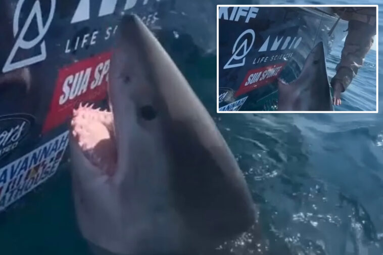 great-white-shark-thrashes,-lunges-at-woman-after-she-reaches-out-to-pet-the-marine-apex-predator