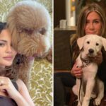 dog-broker-to-the-stars-sued-over-alleged-‘puppy-laundering’-scheme-that-sold-breeder-dogs-as-rescues