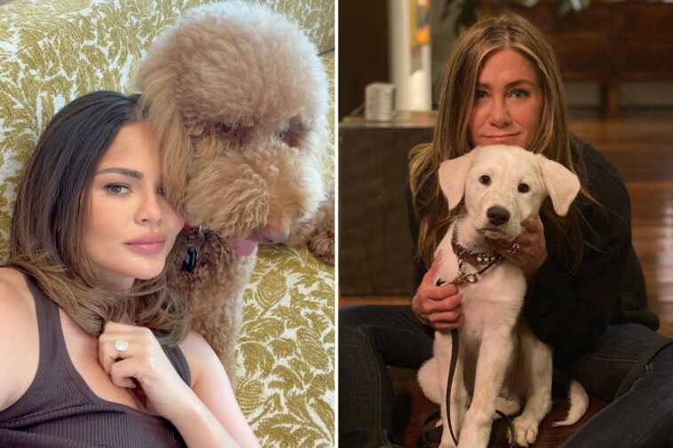 dog-broker-to-the-stars-sued-over-alleged-‘puppy-laundering’-scheme-that-sold-breeder-dogs-as-rescues