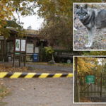 girl,-8,-airlifted-to-hospital-after-being-attacked-by-wolf-inside-animal-enclosure