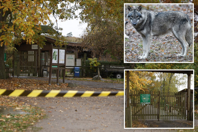 girl,-8,-airlifted-to-hospital-after-being-attacked-by-wolf-inside-animal-enclosure