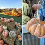 family-favorite-california-pumpkin-patch-linked-to-e.-coli-outbreak