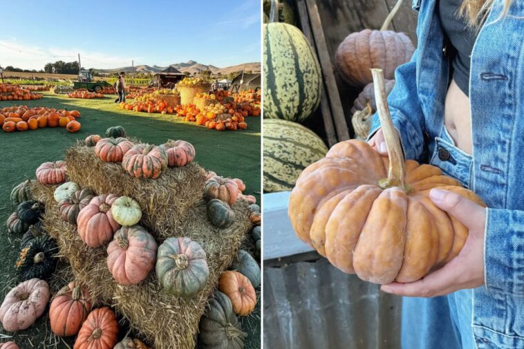 family-favorite-california-pumpkin-patch-linked-to-e.-coli-outbreak