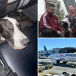 diabetic-aeromexico-passenger-fumes-as-he’s-denied-boarding-flight-with-great-dane-service-dog