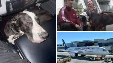 diabetic-aeromexico-passenger-fumes-as-he’s-denied-boarding-flight-with-great-dane-service-dog
