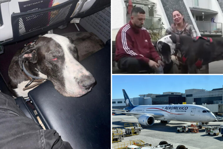 diabetic-aeromexico-passenger-fumes-as-he’s-denied-boarding-flight-with-great-dane-service-dog