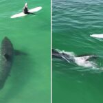 hair-raising-moment-massive-great-white-shark-lurks-under-california-surfers