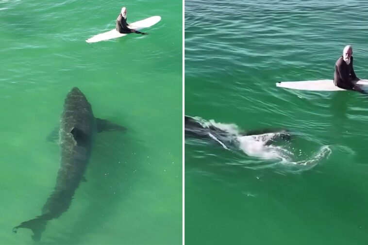 hair-raising-moment-massive-great-white-shark-lurks-under-california-surfers