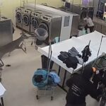 super-charged-deer-crashes-through-north-carolina-laundromat,-runs-amok-as-customers-duck-for-cover