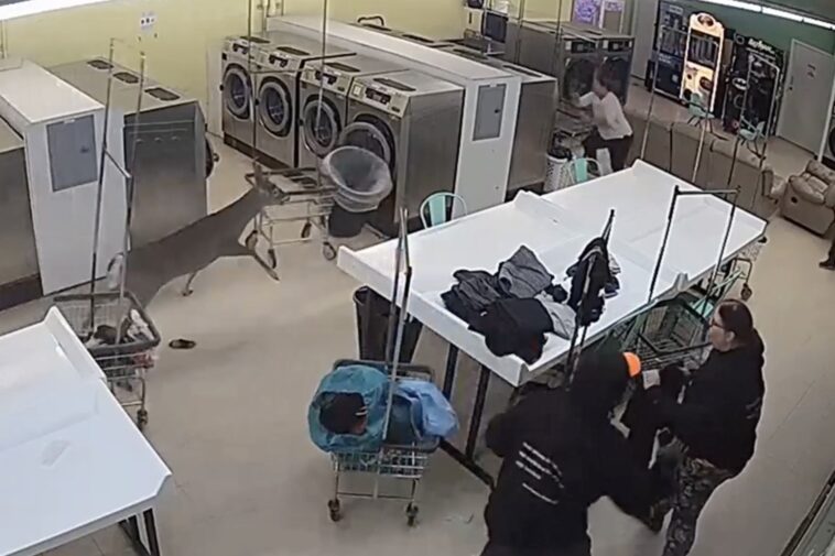 super-charged-deer-crashes-through-north-carolina-laundromat,-runs-amok-as-customers-duck-for-cover