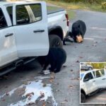 bear-family-raids-pickup-truck-in-tennessee,-helping-themselves-to-six-pack-of-beer