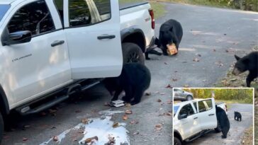 bear-family-raids-pickup-truck-in-tennessee,-helping-themselves-to-six-pack-of-beer