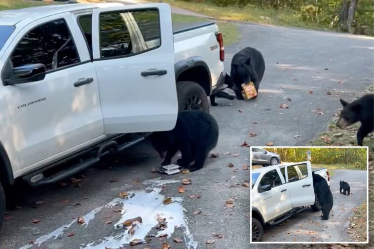 bear-family-raids-pickup-truck-in-tennessee,-helping-themselves-to-six-pack-of-beer