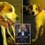 ‘biscuit’-the-dog-is-latest-dead-felon-to-get-their-voting-rights-back-from-virginia-gov.-spanberger,-confused-owner-says
