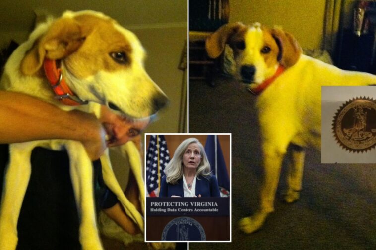 ‘biscuit’-the-dog-is-latest-dead-felon-to-get-their-voting-rights-back-from-virginia-gov.-spanberger,-confused-owner-says