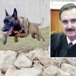 texas-federal-judge-rules-doomed-belgian-malinois-service-dog-major-will-not-be-euthanized-after-biting-woman